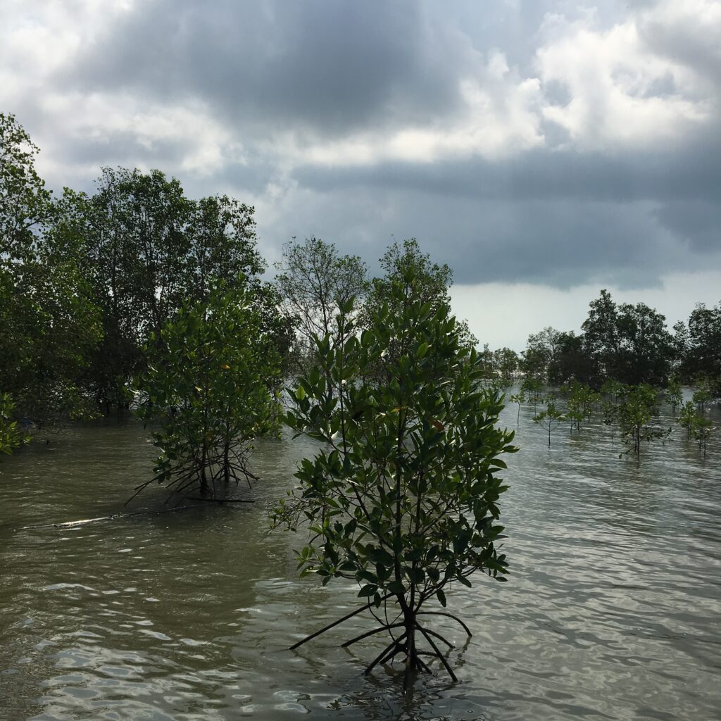 Mangroveträsk i Pak Nam Prasae, Laem Mae Phim