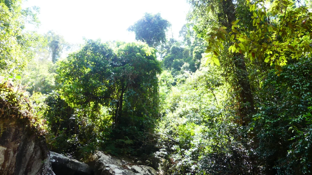 Djungeln i nationalparken Khao Wong